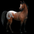 /album/kepeim/a1-spanyol-mustang-png/